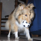 Photo de Chien de berger des shetland