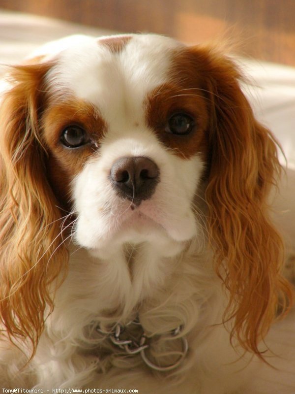 Photo de Cavalier king charles spaniel