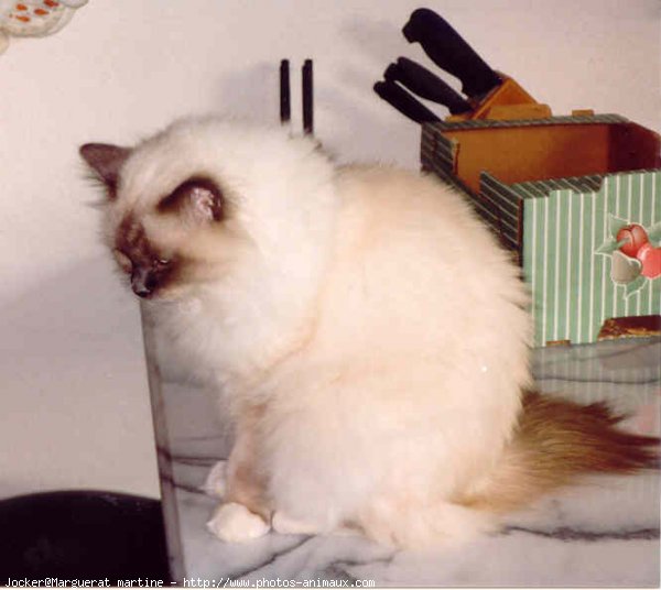 Photo de Sacr de birmanie