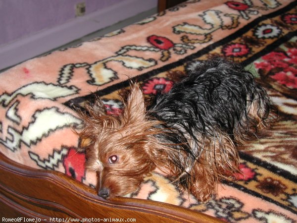 Photo de Yorkshire terrier