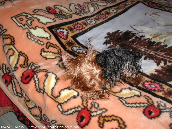 Photo de Yorkshire terrier