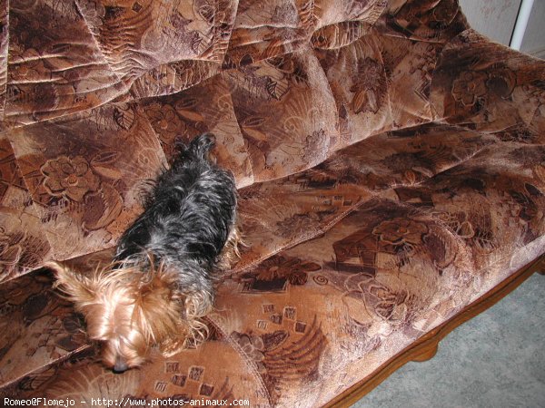 Photo de Yorkshire terrier