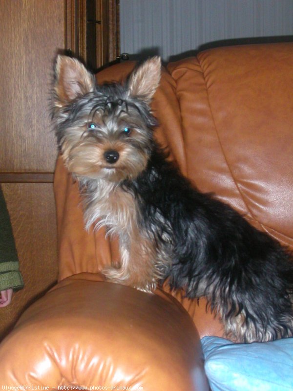 Photo de Yorkshire terrier