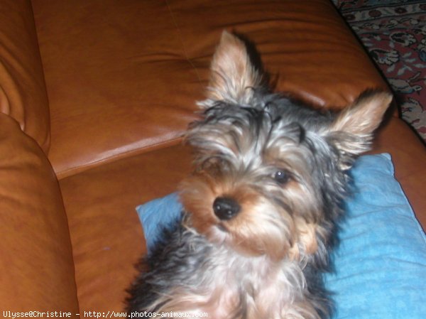 Photo de Yorkshire terrier