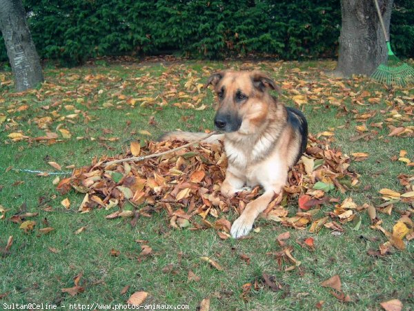 Photo de Berger allemand  poil court