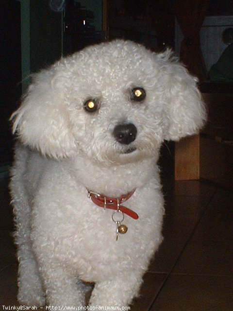 Photo de Bichon  poil fris