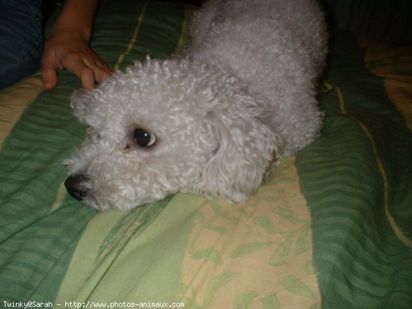 Photo de Bichon  poil fris