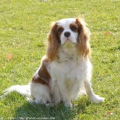 Photo de Cavalier king charles spaniel