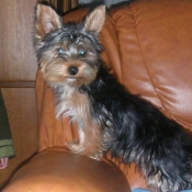 Photo de Yorkshire terrier