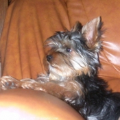 Photo de Yorkshire terrier