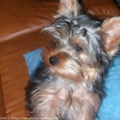 Photo de Yorkshire terrier