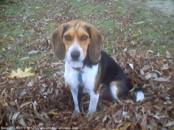 Photo de Beagle