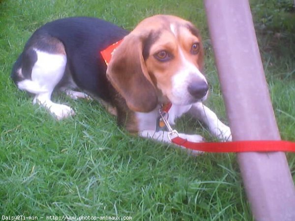 Photo de Beagle