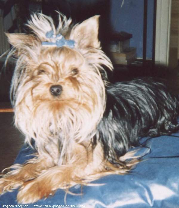 Photo de Yorkshire terrier