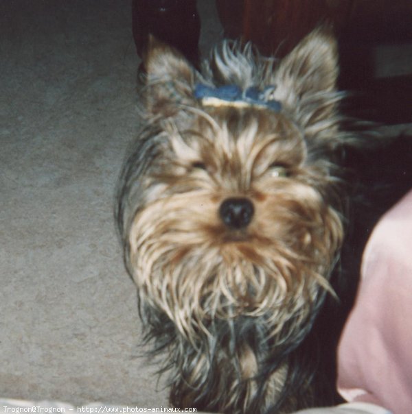 Photo de Yorkshire terrier