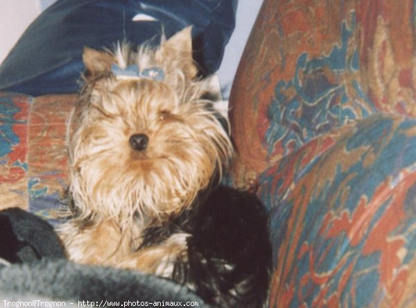 Photo de Yorkshire terrier