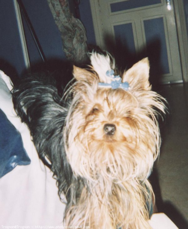 Photo de Yorkshire terrier