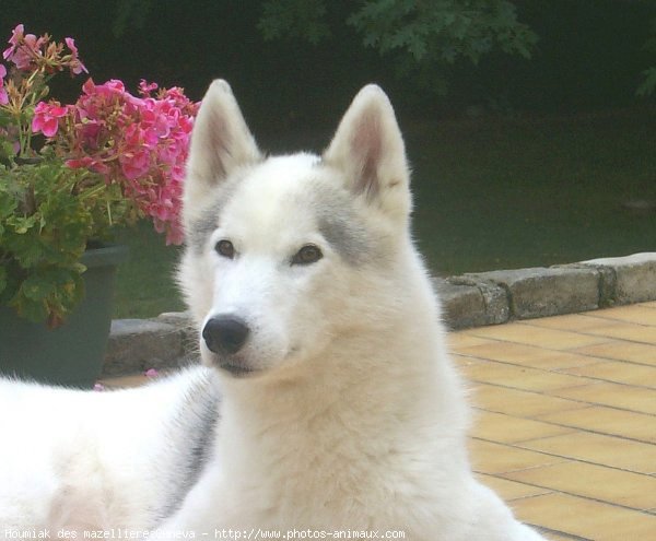 Photo de Husky siberien