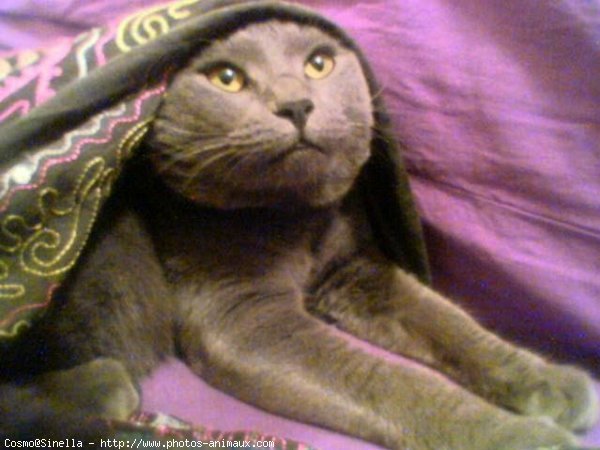 Photo de Chartreux