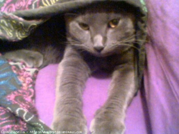 Photo de Chartreux