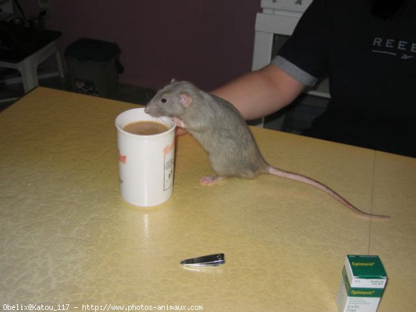 Photo de Rat