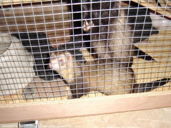 Photo de Furet