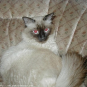 Photo de Sacr de birmanie