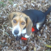 Photo de Beagle