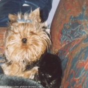 Photo de Yorkshire terrier