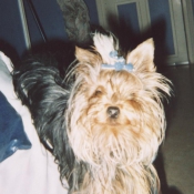 Photo de Yorkshire terrier