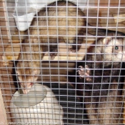 Photo de Furet