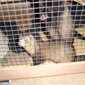 Photo de Furet