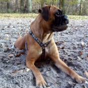 Photo de Boxer