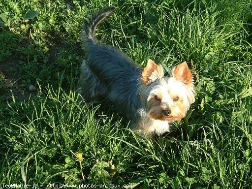 Photo de Yorkshire terrier