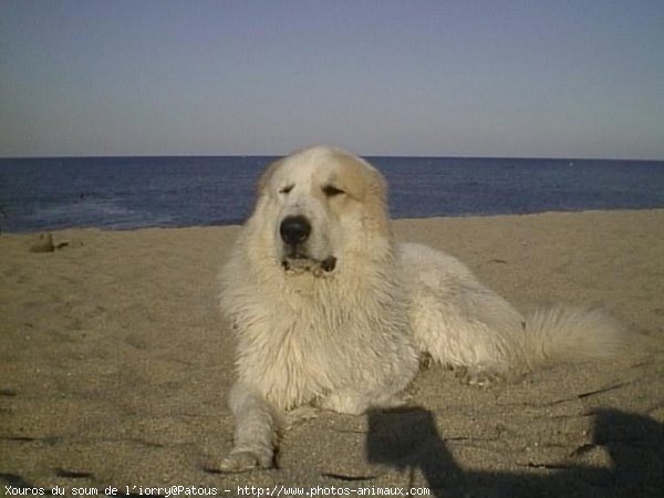 Photo de Chien de montagne des pyrnes