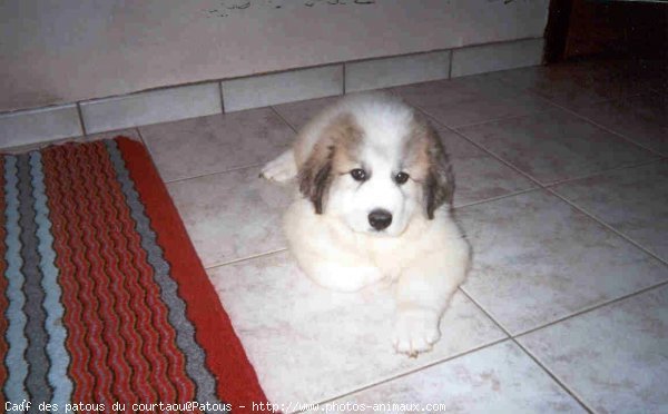 Photo de Chien de montagne des pyrnes