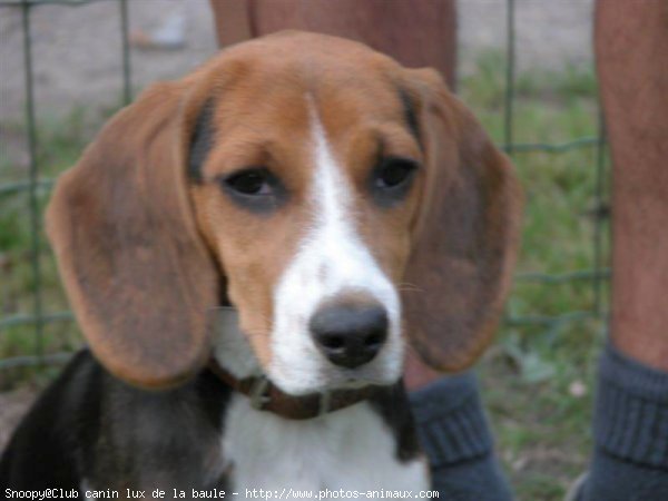 Photo de Beagle