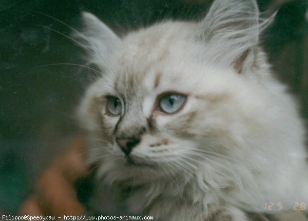 Photo de Chat domestique