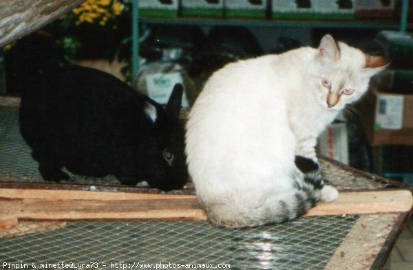 Photo de Races diffrentes