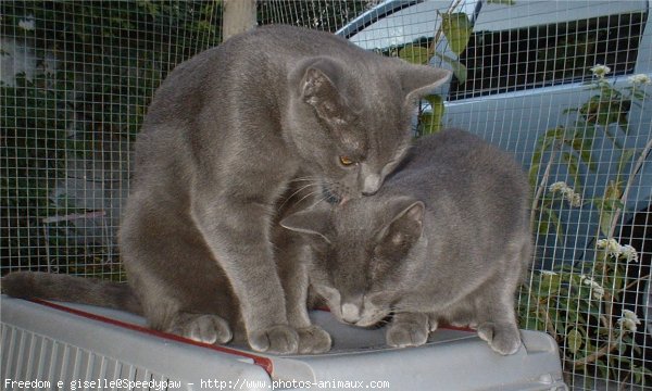 Photo de Chartreux