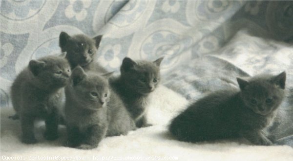 Photo de Chartreux