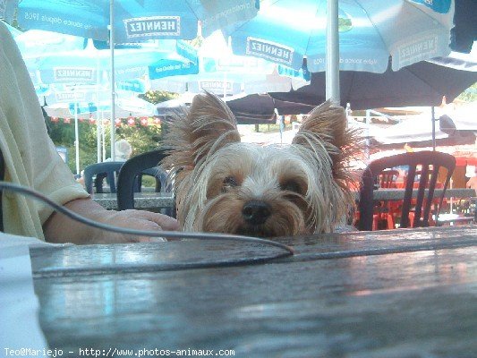 Photo de Yorkshire terrier