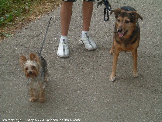 Photo de Yorkshire terrier