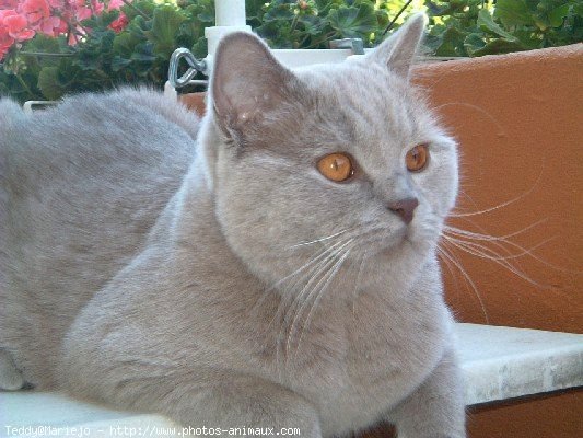 Photo de British shorthair