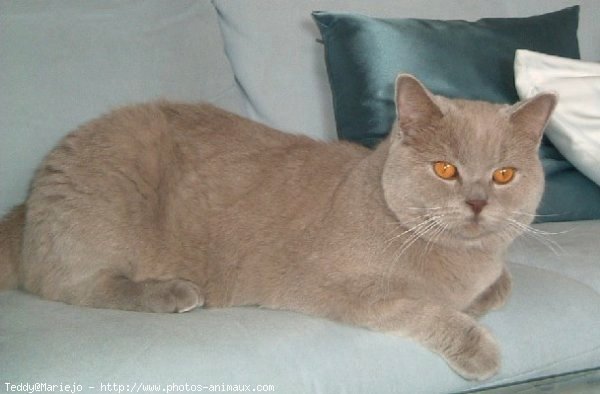 Photo de British shorthair