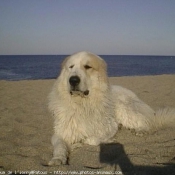 Photo de Chien de montagne des pyrnes