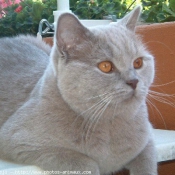 Photo de British shorthair