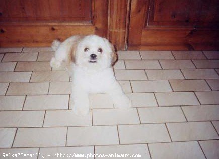 Photo de Lhassa apso