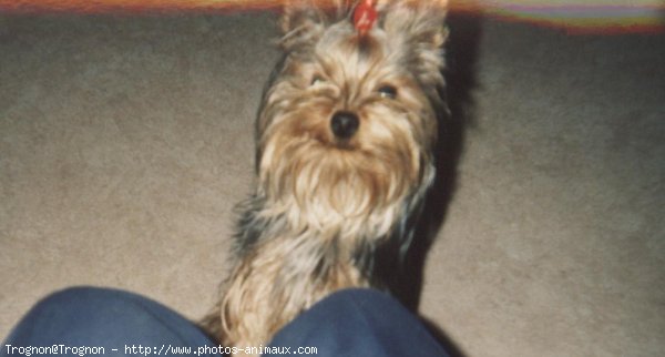 Photo de Yorkshire terrier