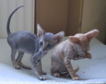 Photo de Cornish rex